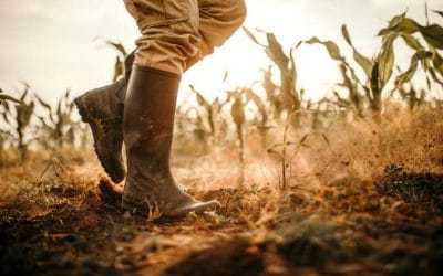 La prelazione agraria